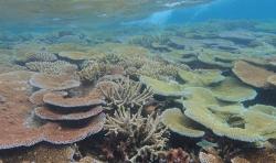 Hard coral plates in Albert Cove